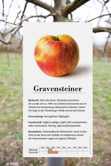 Schild der Apfelsorte Gravensteiner am Baum