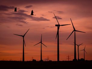 Windräder und Vögel