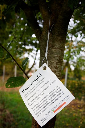 Schild der Apfelsorte Maunzenapfel am Baum