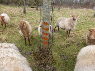Eine Herde Schafe steht um einen verbissenen Obstbaum