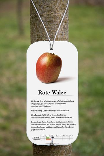 Schild der Apfelsorte Rote Walze am Baum