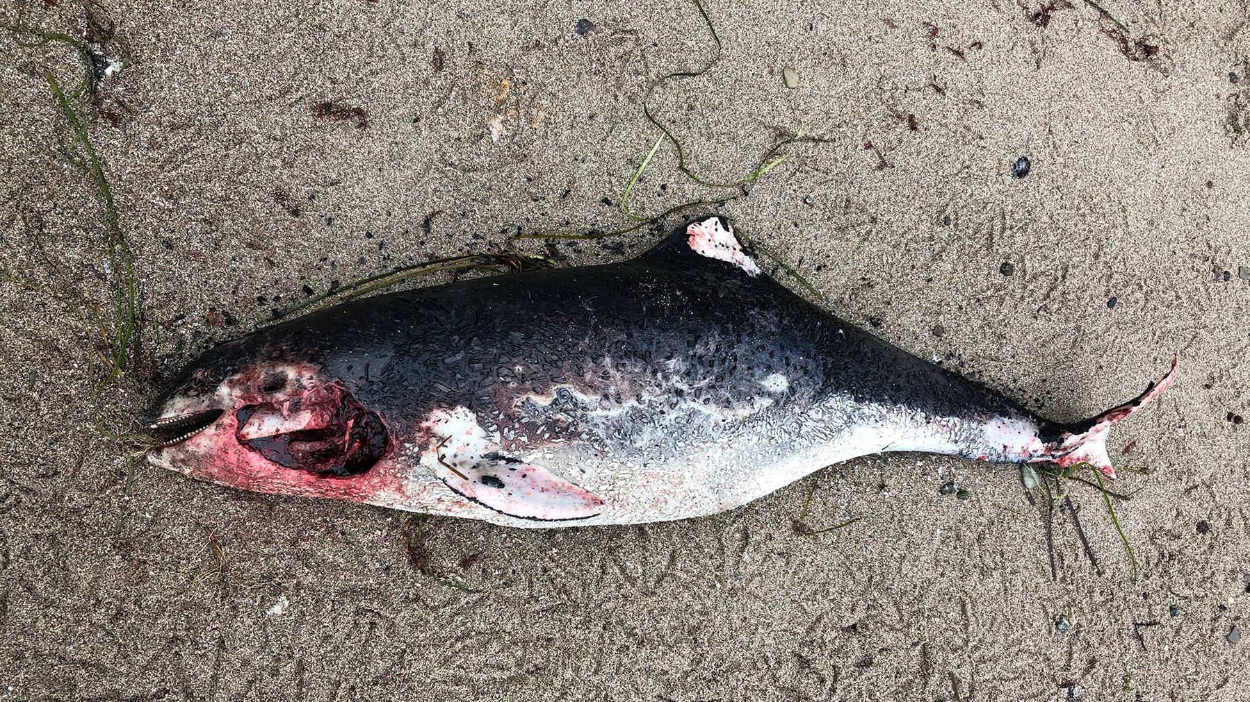 Foto eines toten Schweinswals