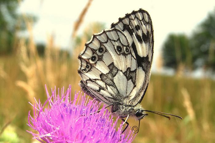 Schachbrettfalter