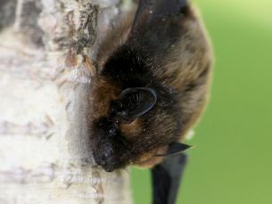 Fledermaus