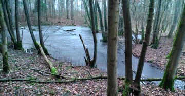 Teich im naturschutzgebiet