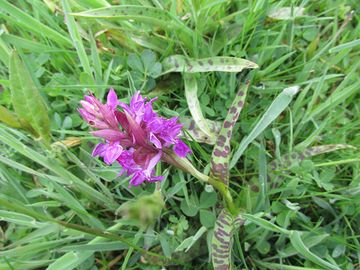 Breitblättriges Knabenkraut (Orchidee) auf Feuchtwiese