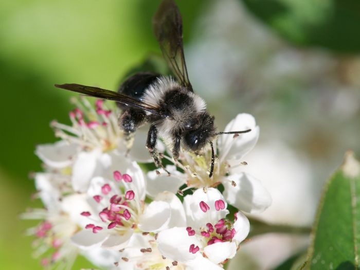 Sandbiene auf Aronia