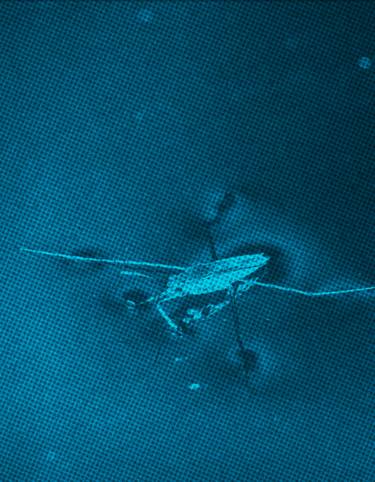 Wasserläufer in knalligem Blau.