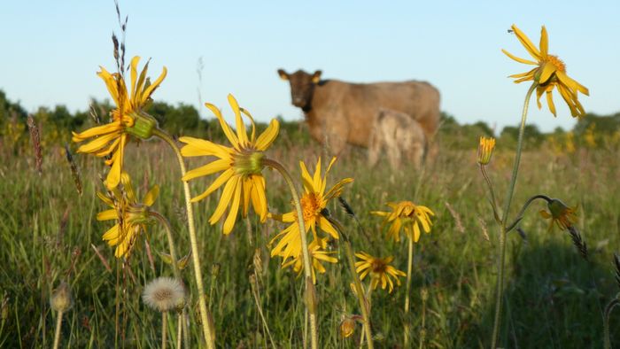 Foto einer Kuh auf einer blühenden Wiese