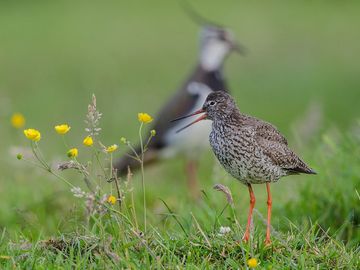 Rotschenkel und Kiebitz auf Wiese