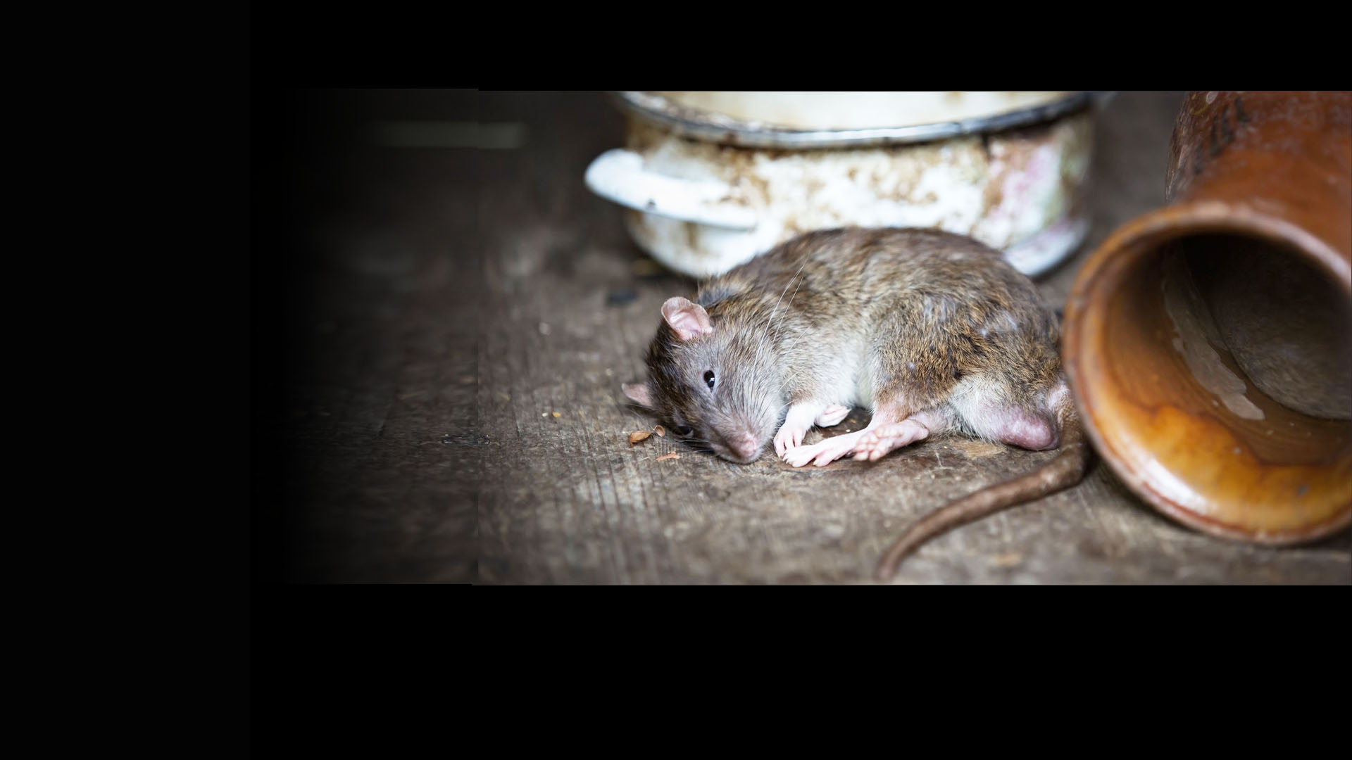 Rattengift Gefahrlich Fur Mensch Natur