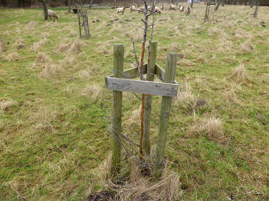Ein Zaun ist in einem zu großen Abstand von dem Baum aufgestellt worden