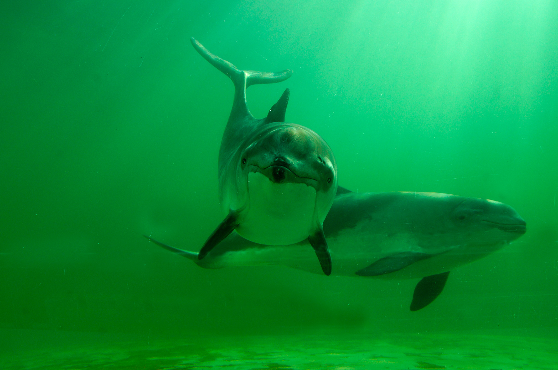 Zwei Schweinswale unter Wasser